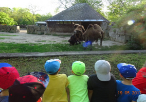 Dzieci podziwiają żubry.