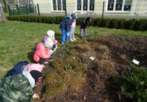 Ogród przedszkolny wczesną wiosną. Czworo dzieci kuca i obserwuje rośliny, troje dzieci jest pochylonych i obserwują rośliny.