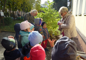 Dzieci stoją przed krzewem i przygotowują się do nasadzania roślin. Pani Dyrektor rozdaje dzieciom cebulki.