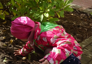 Dziecko wkłada cebulkę do ziemi.