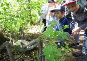 Dzieci podziwiają leśne zwierzątka.