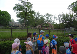 Dzieci podziwiają żyrafy.