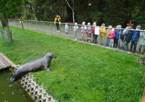 Dzieci podziwiają fokę.