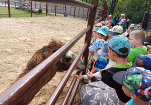 Dzieci zwiedzają mini zoo w Dobroniu.