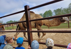 Dzieci zwiedzają mini zoo w Dobroniu.