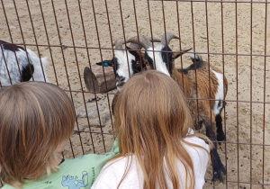 Dzieci zwiedzają mini zoo w Dobroniu.