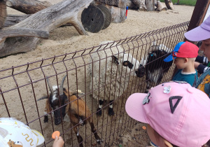 Dzieci zwiedzają mini zoo w Dobroniu.