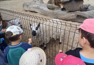 Dzieci zwiedzają mini zoo w Dobroniu.