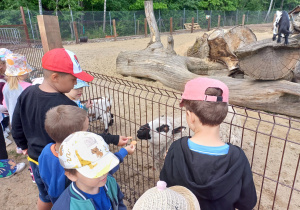 Dzieci zwiedzają mini zoo w Dobroniu.