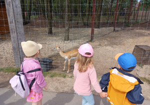 Dzieci zwiedzają mini zoo w Dobroniu.