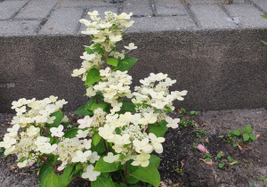 Hortensja Petite Star.