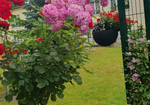 Róża, supertunia.