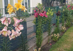 Szpaler lilii.