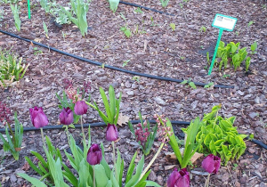 Fioletowe i czerwone tulipany.