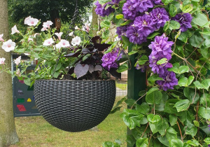Powojnik fioletowy, biała supertunia.